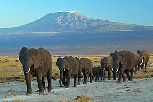 300px-Elephants_at_Amboseli_national_park_against_Mount_Kilimanjaro.jpg